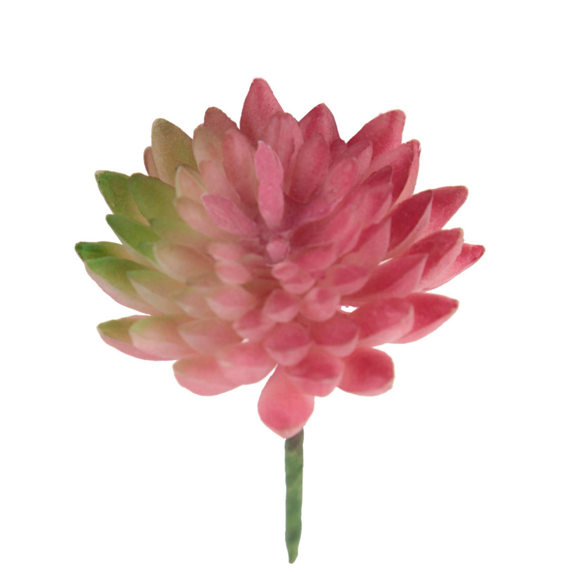 Flora Bunda® Pink Bean Succulent Pick, 12ct.